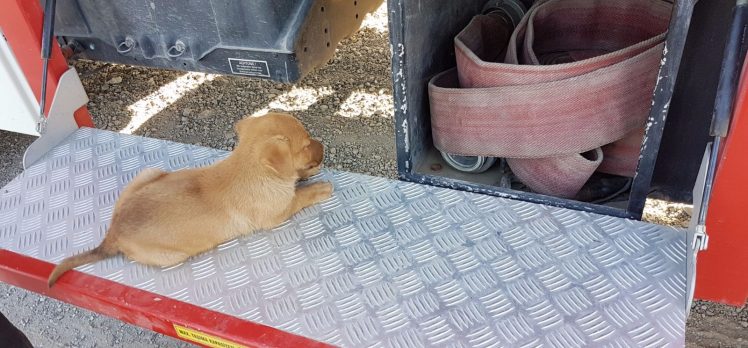 Gebze’de 8 Köpek Yavrusu Dere Yatağına Düştü