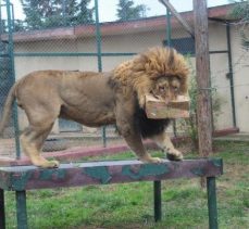 Vahşi aslanlar yoğun ilgi görüyor