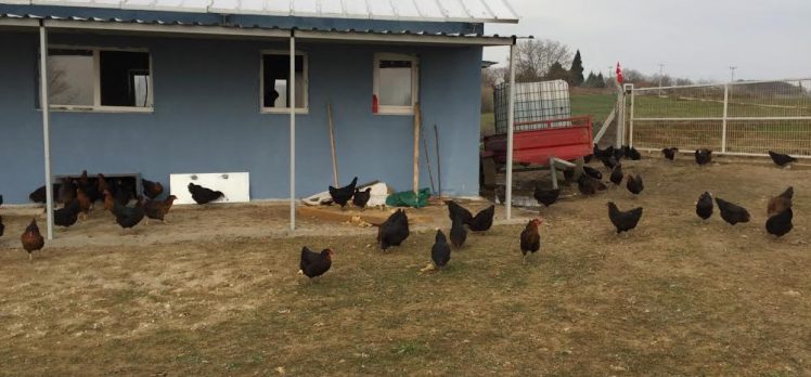 Büyükşehir’den Çiftçilere Gezen Tavuk Desteği