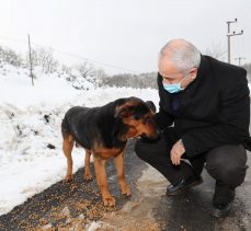Aracını durduran Başkan Büyükgöz sokak hayvanlarını besledi