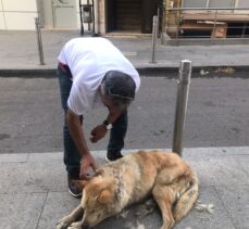 Esnaf sokak köpeğini traş etti.