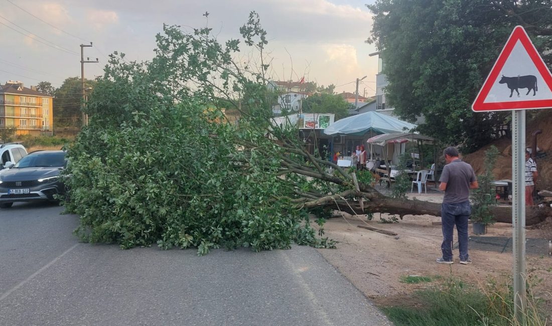Gebze Mollafenari'de bugün akşam saatlerinde çıkan şidetli fırtına nedeniyle ağaçlar