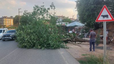 Gebze Mollafenari'de bugün akşam saatlerinde çıkan şidetli fırtına nedeniyle ağaçlar
